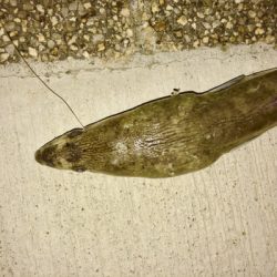 久しぶりの夜釣りと珍魚