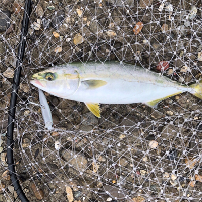 ハマチ・ツバス大爆釣!