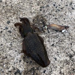 舞鶴ではどうか…