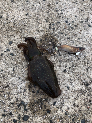 舞鶴ではどうか…