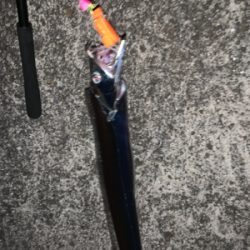 台風過ぎた豪雨越えのタチウオ