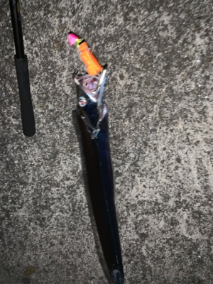 台風過ぎた豪雨越えのタチウオ