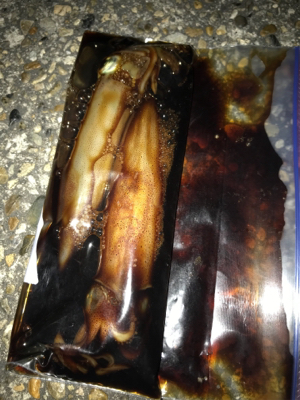 ケンサキ釣れたけど…σ(^_^;)