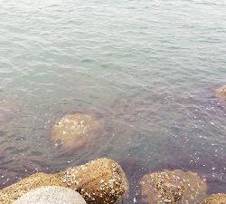 念願の今年初のハマチ!!!!