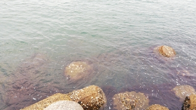 念願の今年初のハマチ!!!!