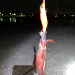 ケンサキイカ⑥