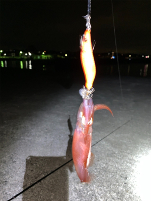 ケンサキイカ⑥