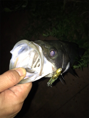 平日ナイトゲーム