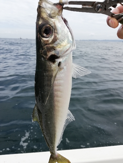 キャスティング タイラバ