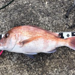 キャスティング鯛ラバ