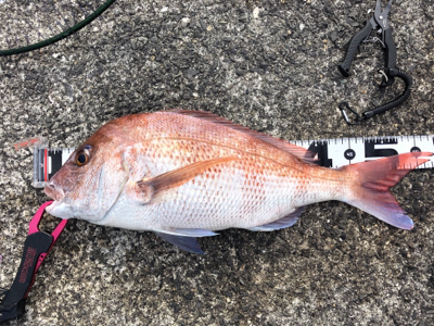 キャスティング鯛ラバ