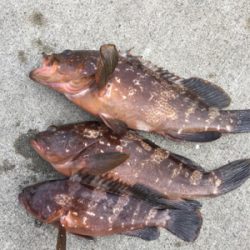 シンジラレナイ！アコウ爆釣