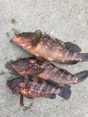 シンジラレナイ！アコウ爆釣