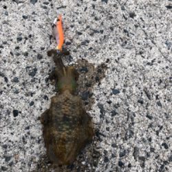 エギングしたくて