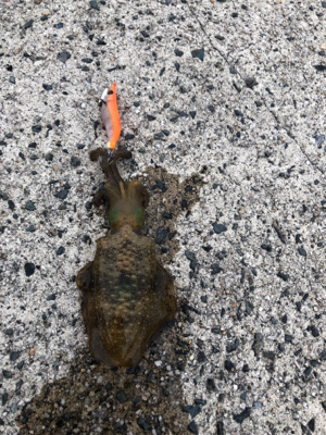 エギングしたくて