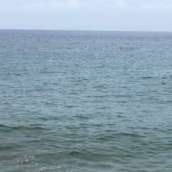 アオリイカ調査