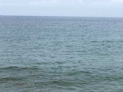 アオリイカ調査