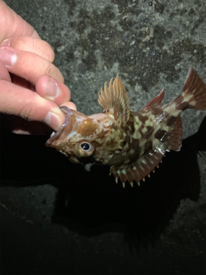 真夜中の郡六へ