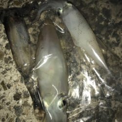 今期ケンサキ釣りで初めてエギで釣れた(^^)