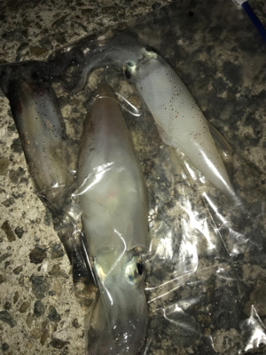 今期ケンサキ釣りで初めてエギで釣れた(^^)