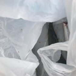 昨日に引き続き今日も