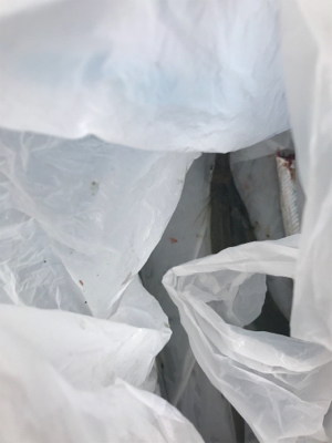 昨日に引き続き今日も