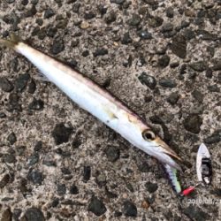 回遊とランガン