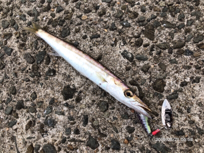 回遊とランガン