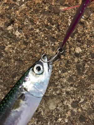 今日はチヌが釣れました