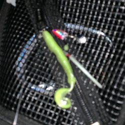 対タチウオ新メソッド試行