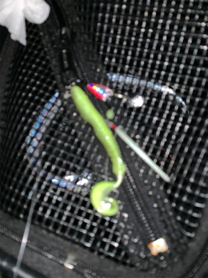 対タチウオ新メソッド試行