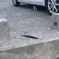 カマスのみ。。