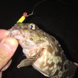 アジおらず、、ガシラのみ