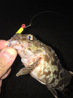 アジおらず、、ガシラのみ