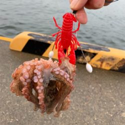 夜明けのオクトパッシング