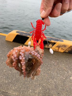 夜明けのオクトパッシング