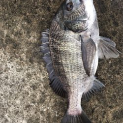 海の色が戻ってきました