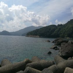 アオリイカ新子調査