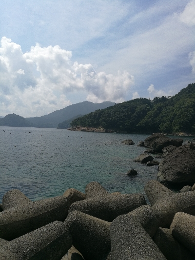 アオリイカ新子調査