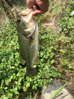 雨上がりのあと