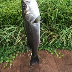 デイのシーバスは気持ちいい