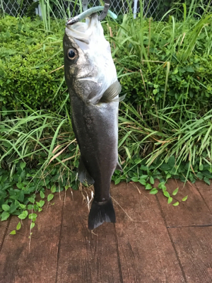 デイのシーバスは気持ちいい
