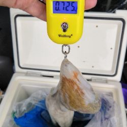 ショアタコ 700g強