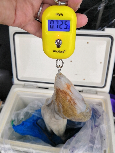 ショアタコ 700g強