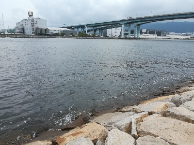 ジグサビキでアジ