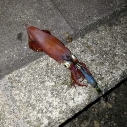 ケンサキエギング