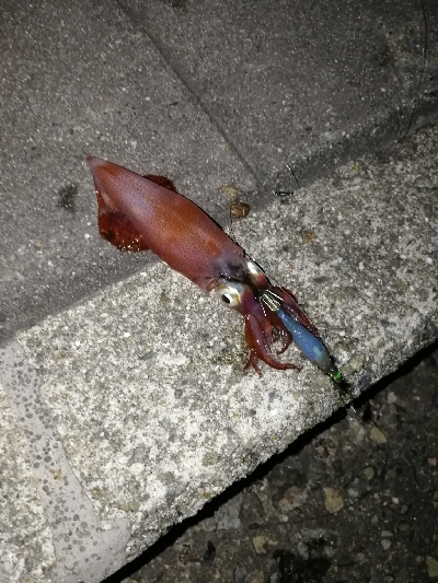 ケンサキエギング