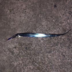 親父の釣行 淡路島編