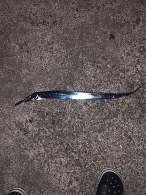 親父の釣行 淡路島編