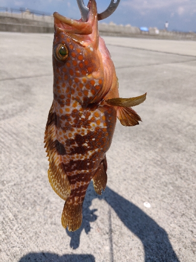 キジハタまだまだ好調